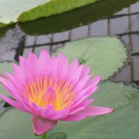 2016年の出来事　4.県経営革新計画