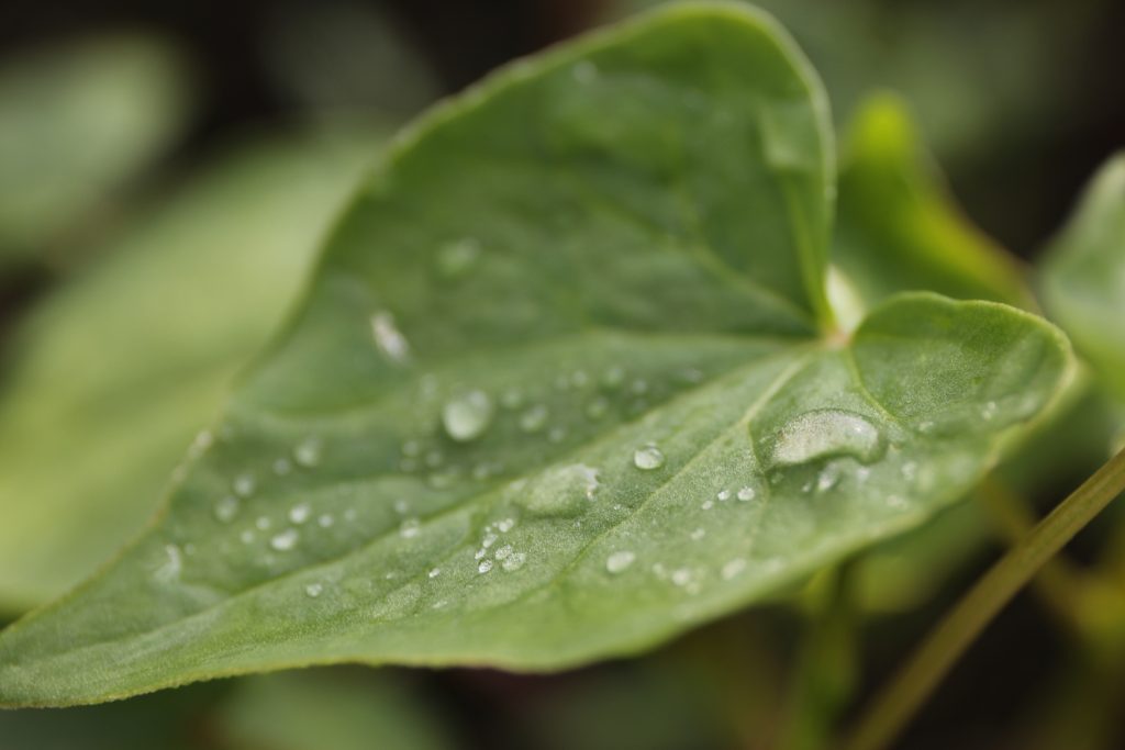 いのちの雫（そばの葉）