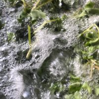 そばの葉　収穫