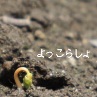 青汁のホームページをオープンしました！