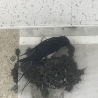 名古屋の試飲販売