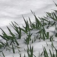 大麦。雪に埋まる。