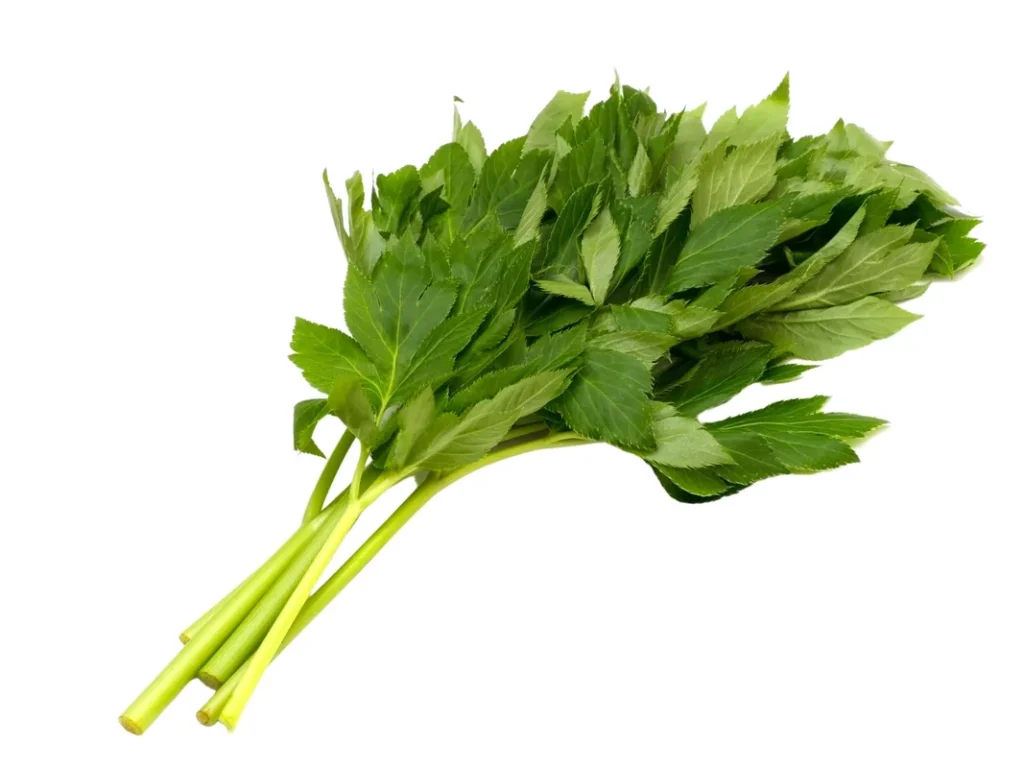 明日葉