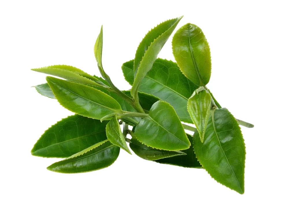 緑茶