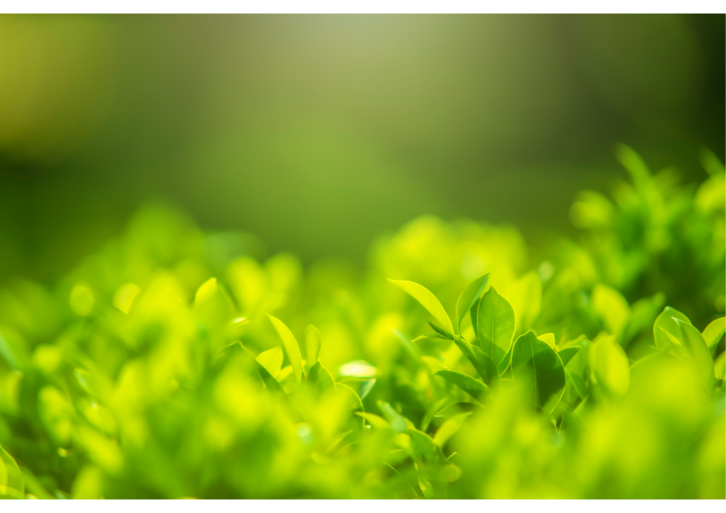 青汁に使用する植物原料